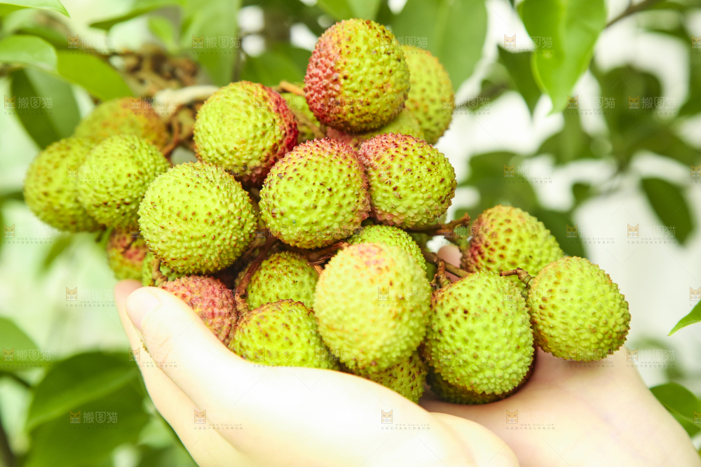 手里拿着妃子笑荔枝