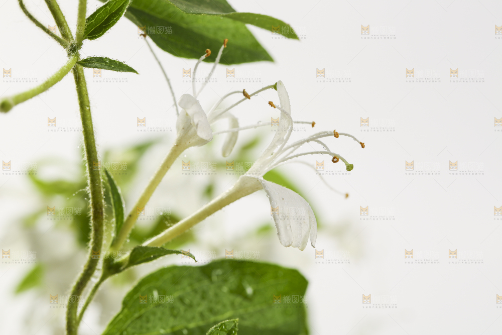 白底上的金银花