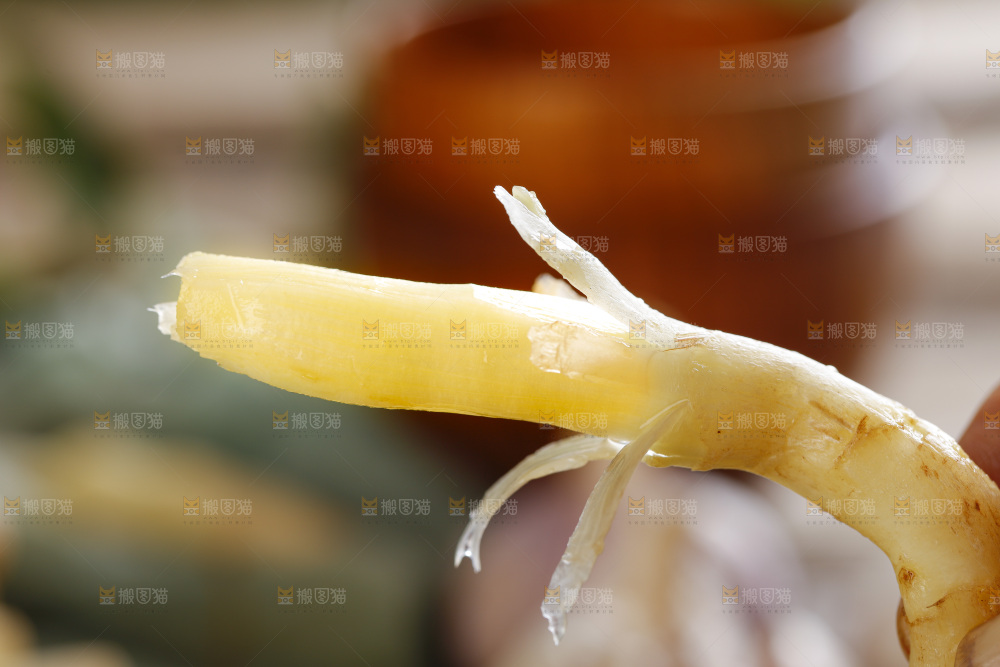 木板上放着山东嫩姜