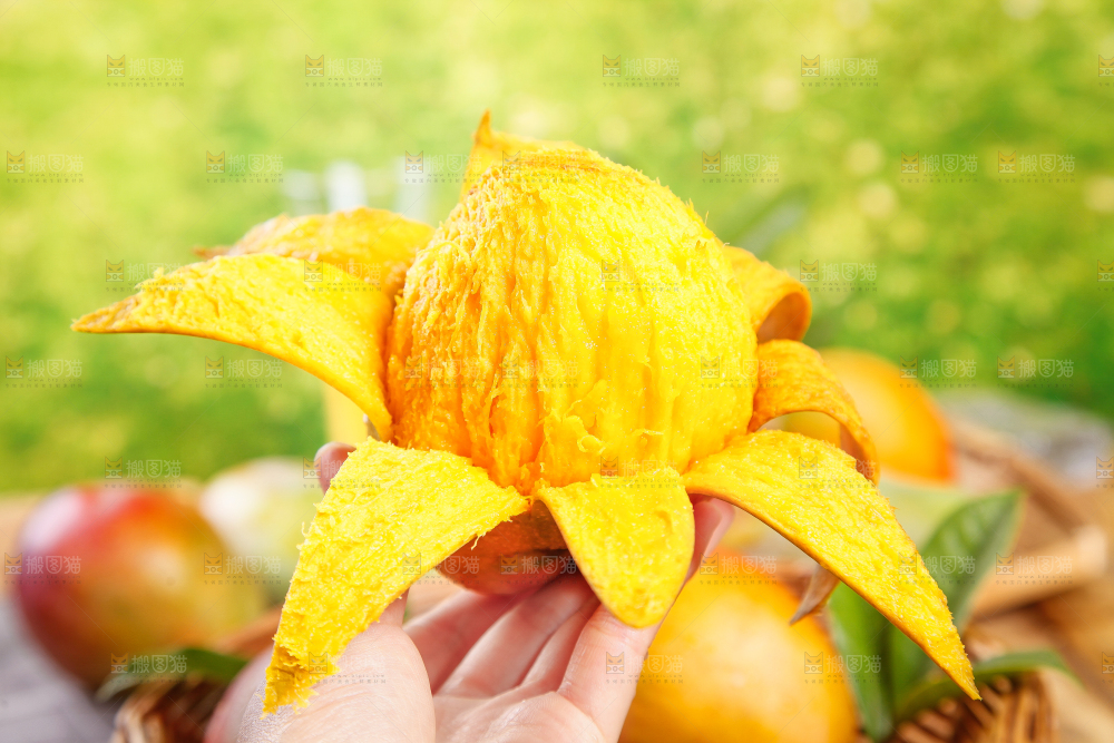 手里拿着新鲜芒果