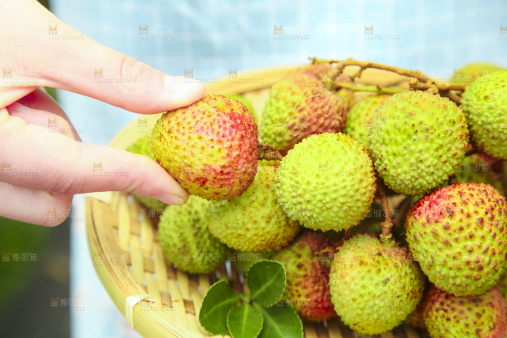 手里拿着妃子笑荔枝