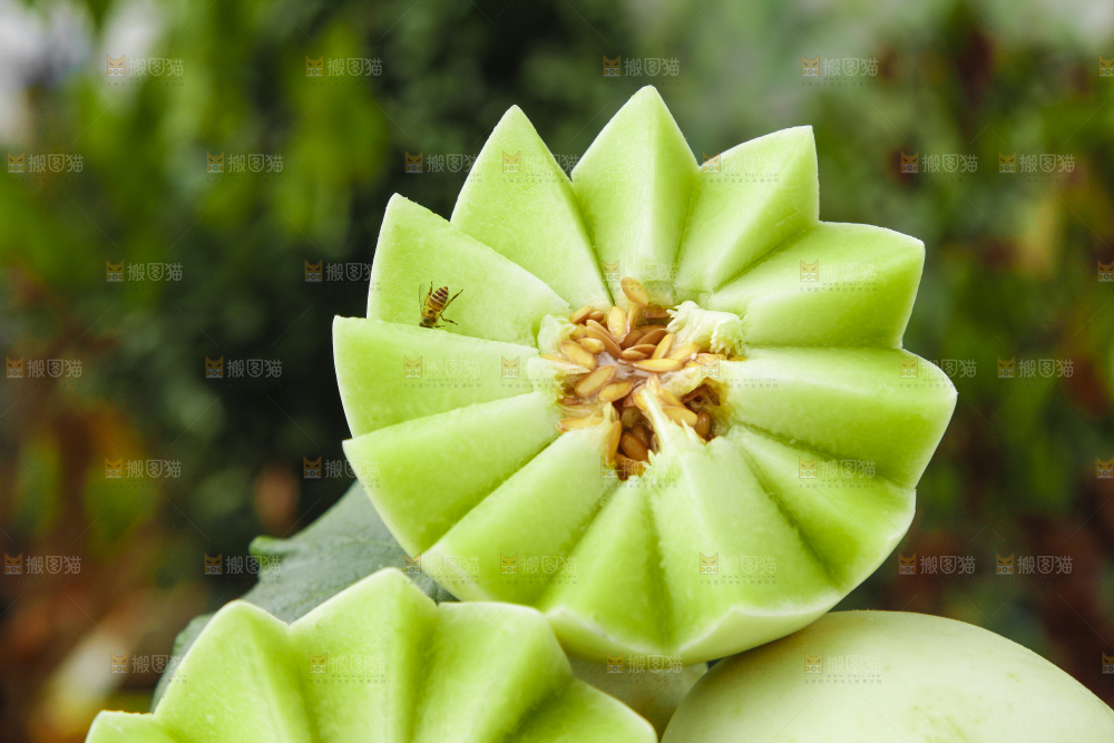 绿草地上摆放着玉菇甜瓜