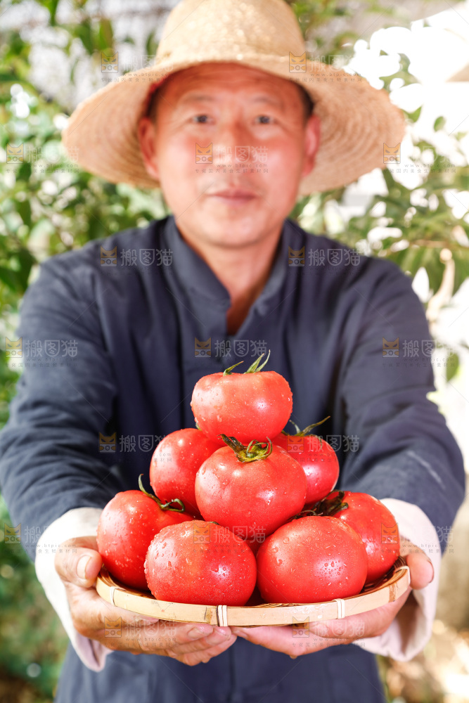 农民手里端着一篮子番茄