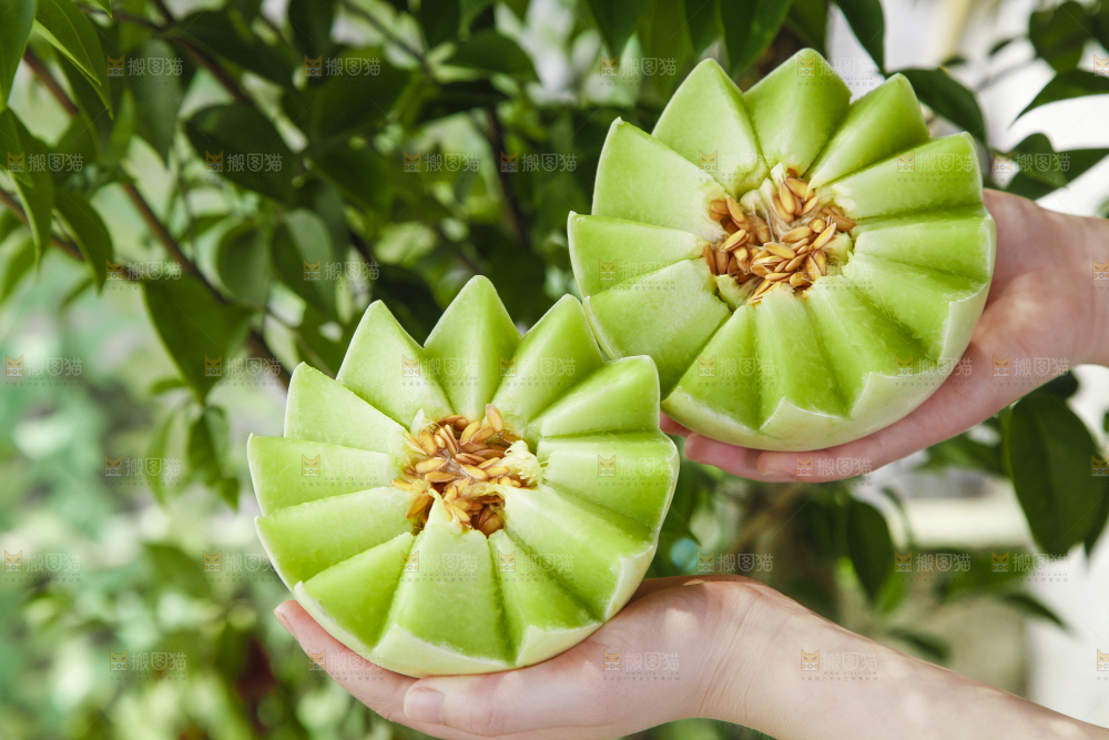 手里拿着山东玉菇甜瓜