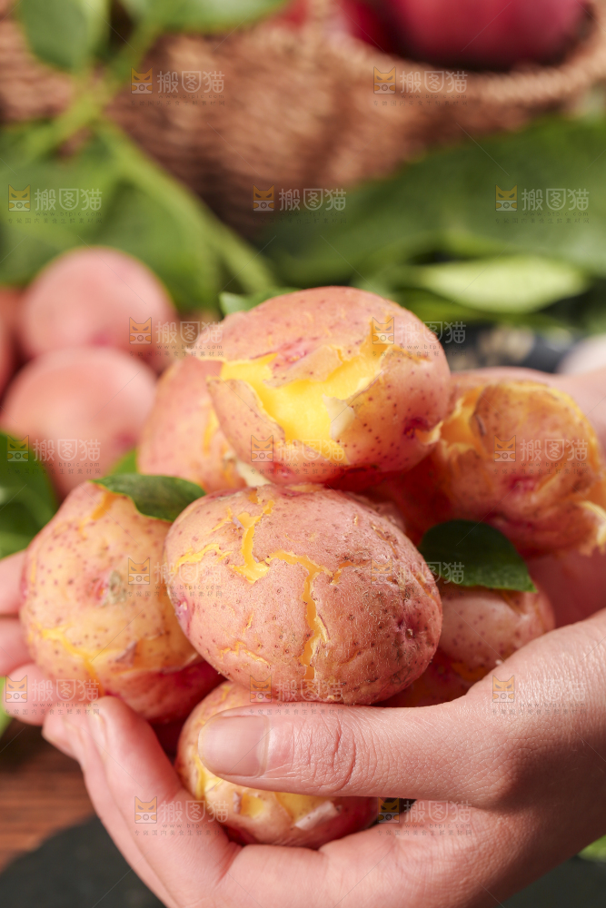 手里拿着红皮土豆