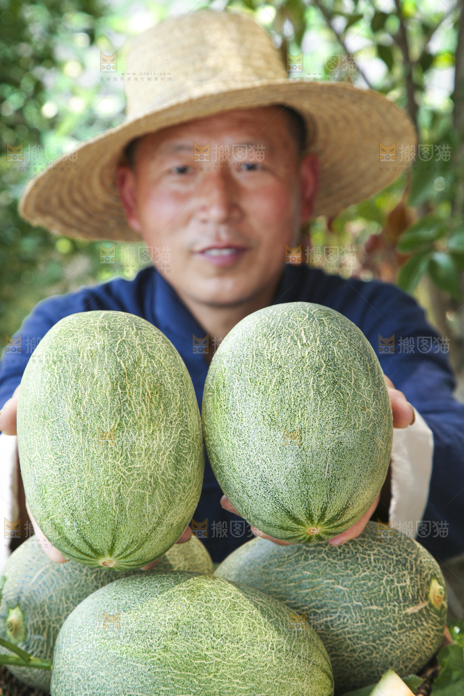 农民手里拿着哈密瓜