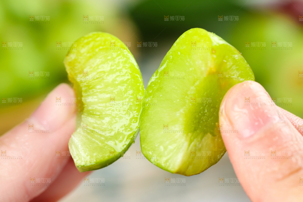 手里拿着脆红李