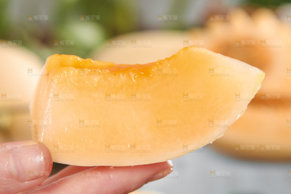 手里拿着东方蜜甜瓜
