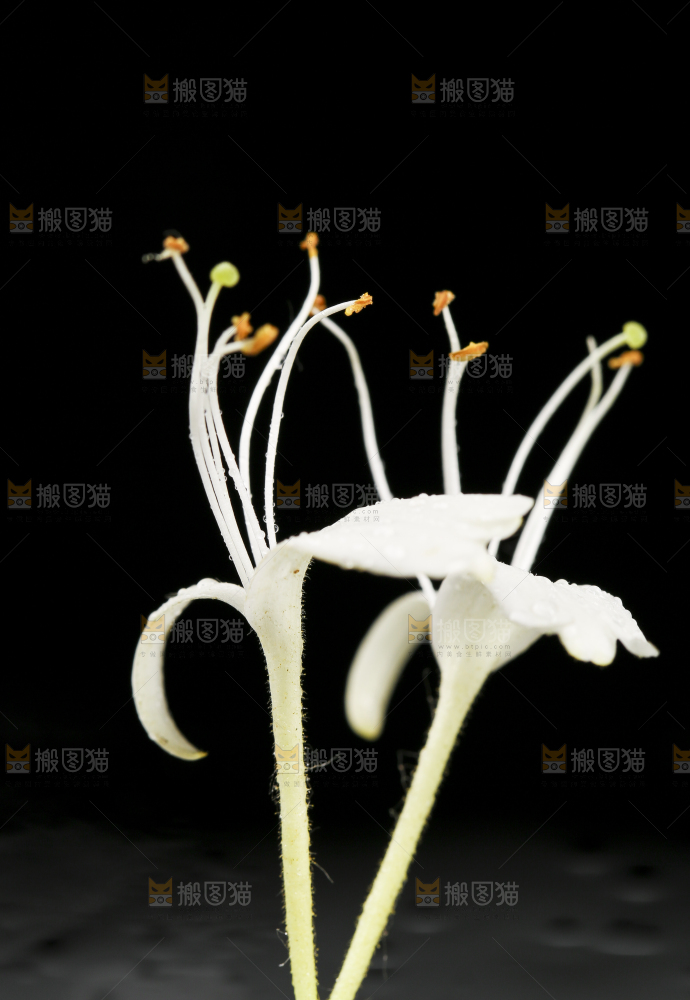 黑底上放着金银花
