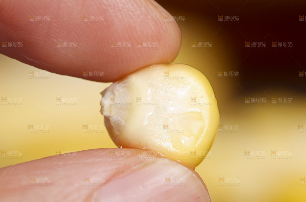深底上放着玉米粒