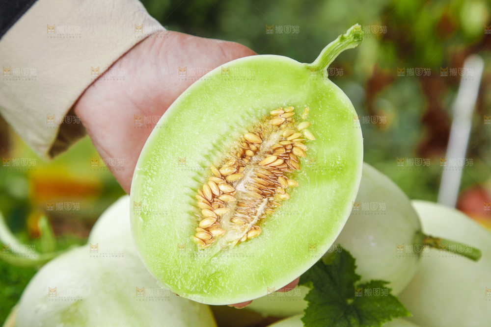 手里拿着玉菇香瓜