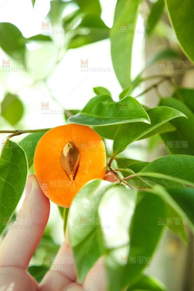 手里拿着秦岭头茬大黄杏