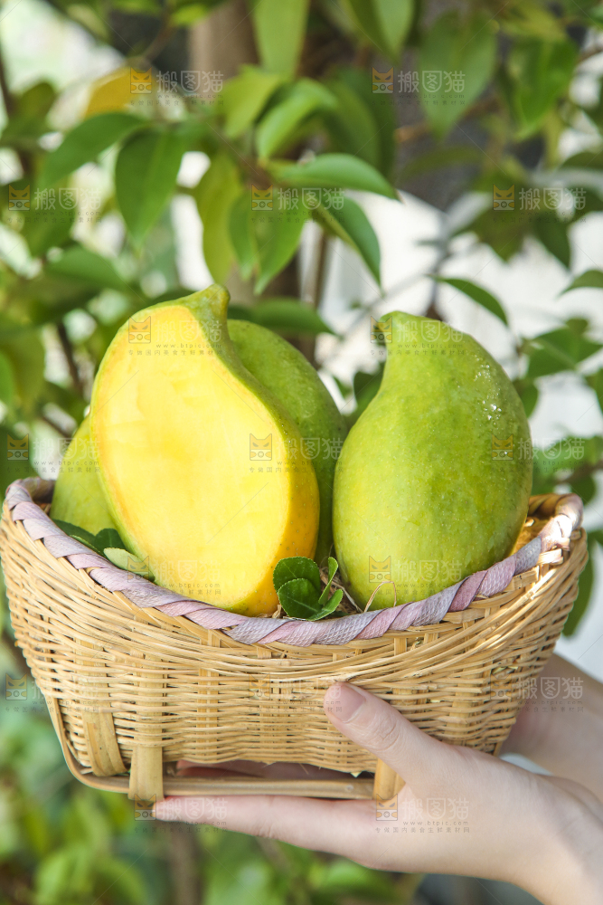 篮子里装着新鲜鹰嘴芒