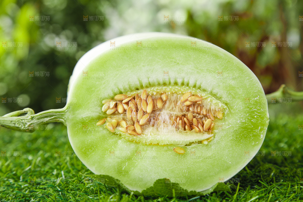 绿草地上摆放着玉菇甜瓜