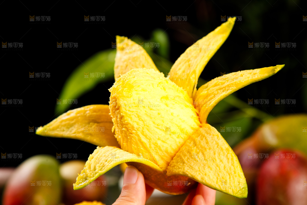 手里拿着四川吉禄芒