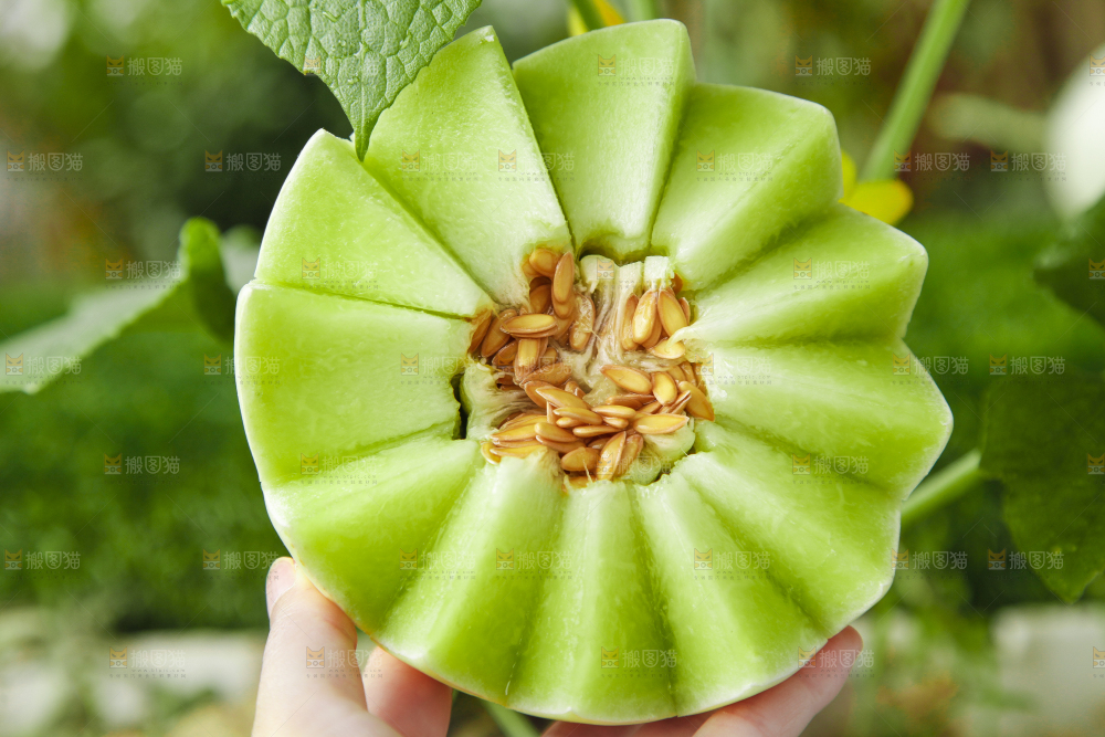 手里拿着新鲜玉菇香瓜