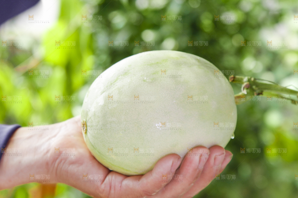 手里拿着玉菇香瓜