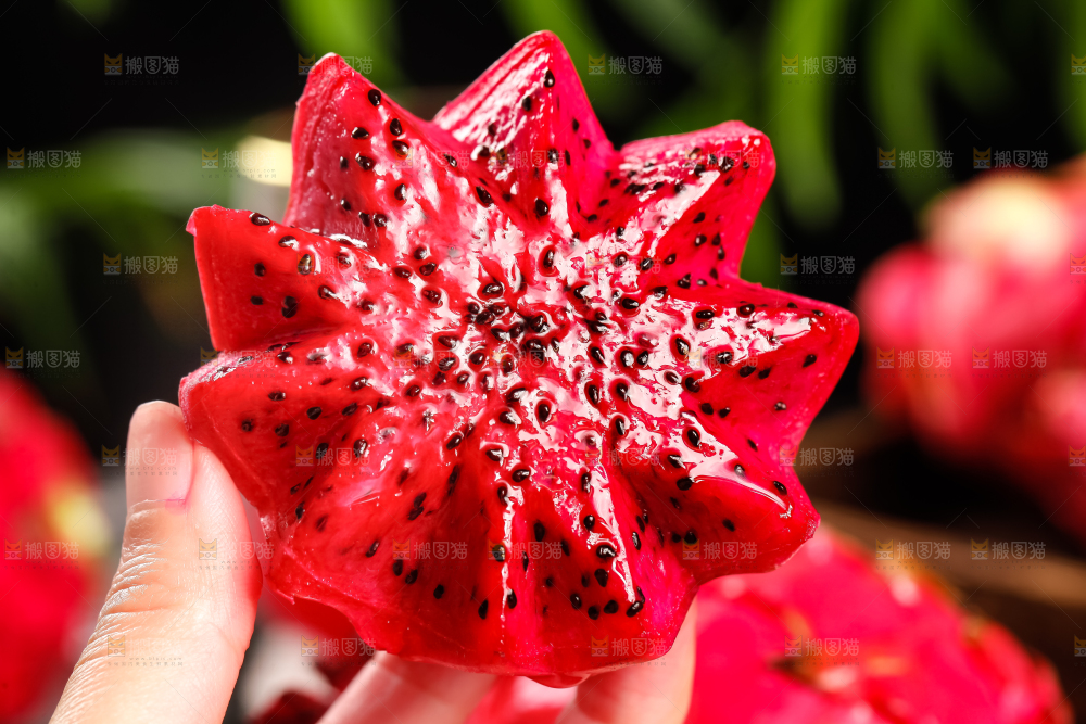 深底上的金都一号红心火龙果