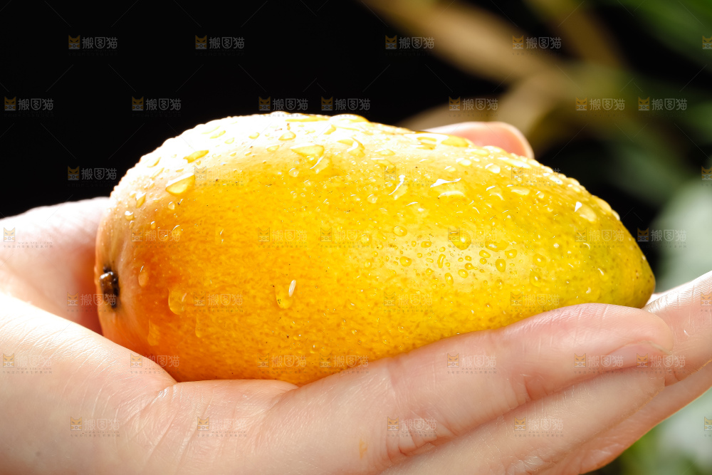 手里拿着芒果