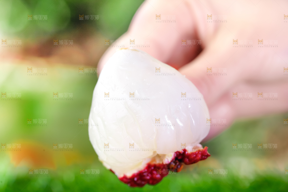 手里拿着火山荔枝王
