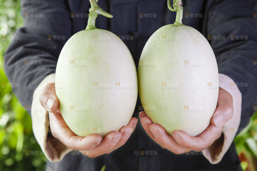 手里拿着新鲜玉菇香瓜