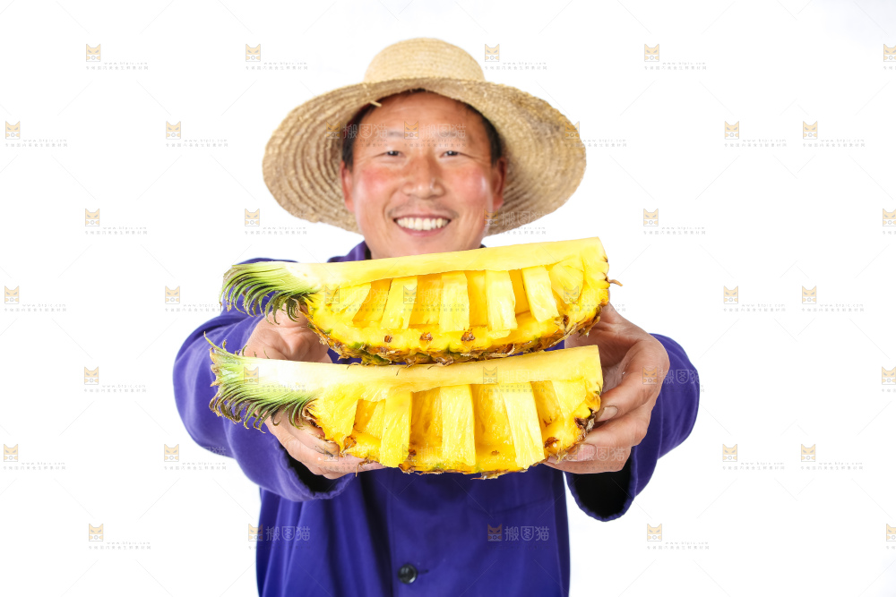 农民手里拿着香水菠萝