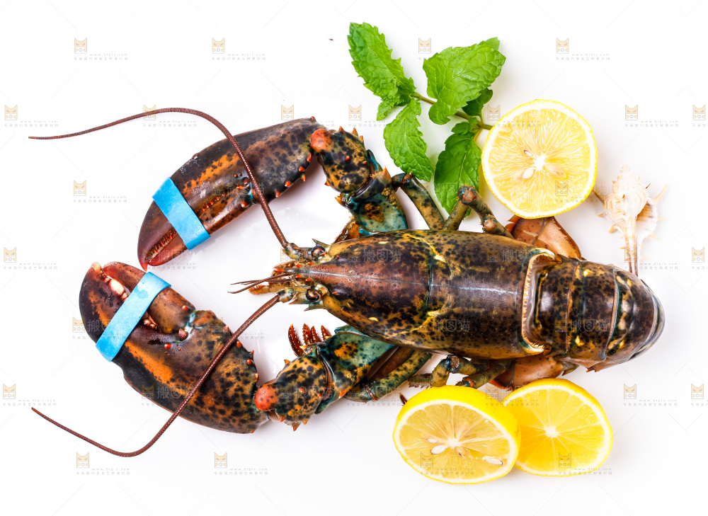 浅底上的澳洲龙虾