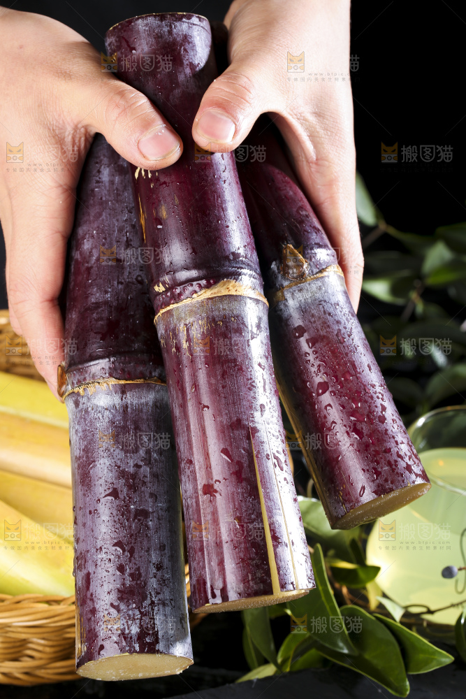 手里拿着广西黑皮甘蔗