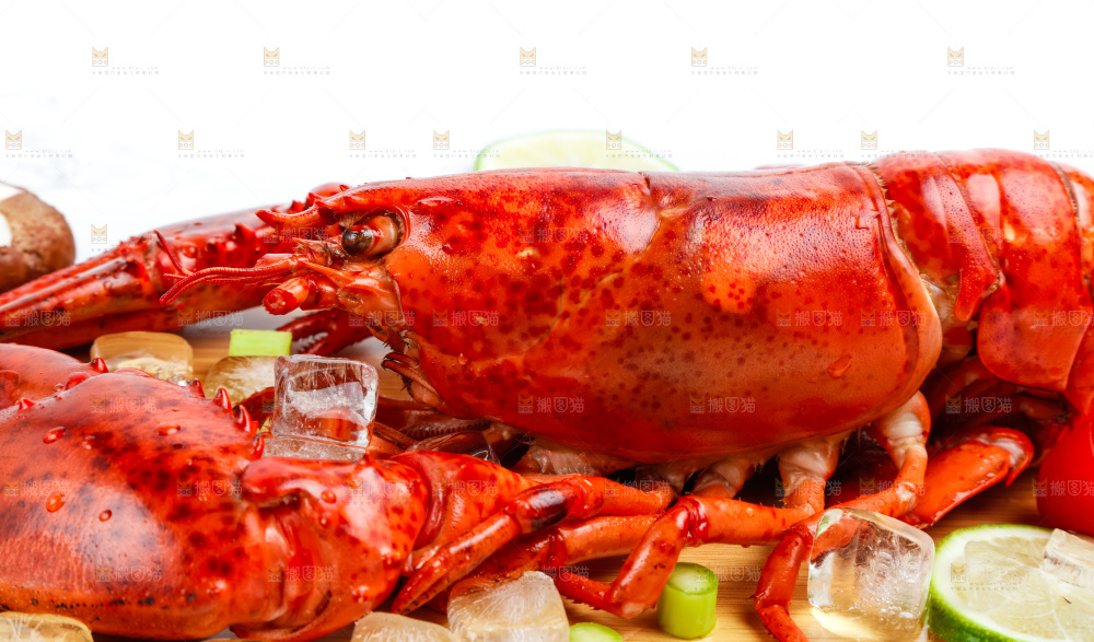 浅底上的澳洲大龙虾