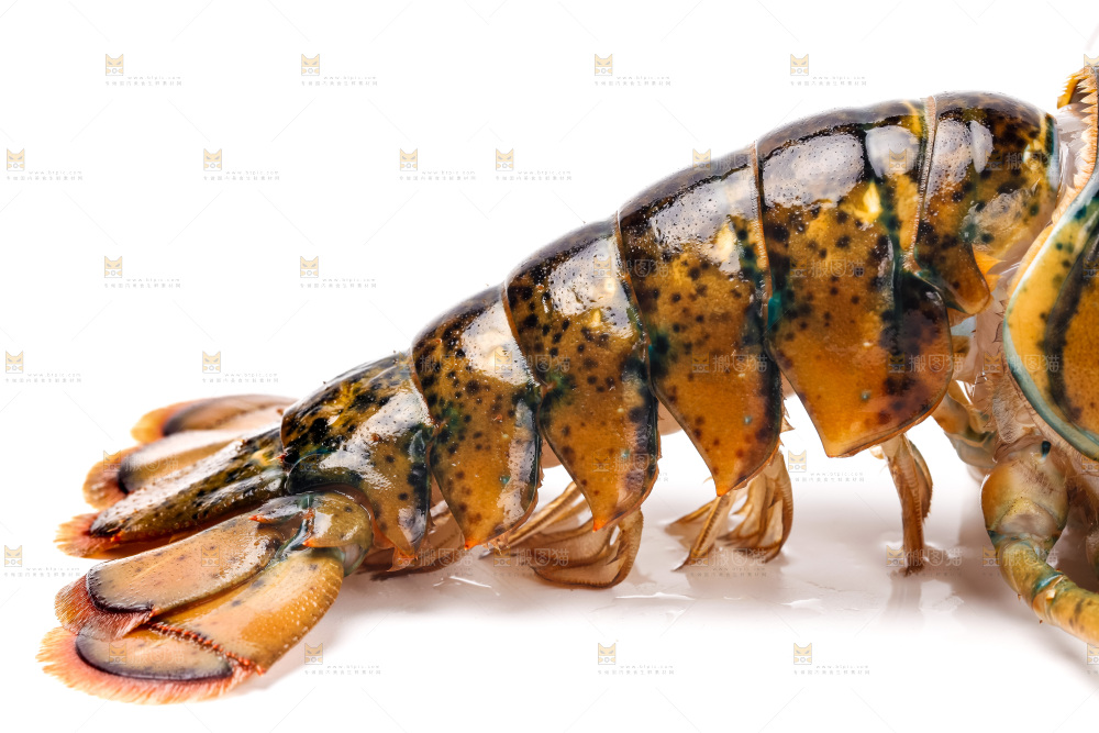 白底上的澳洲龙虾