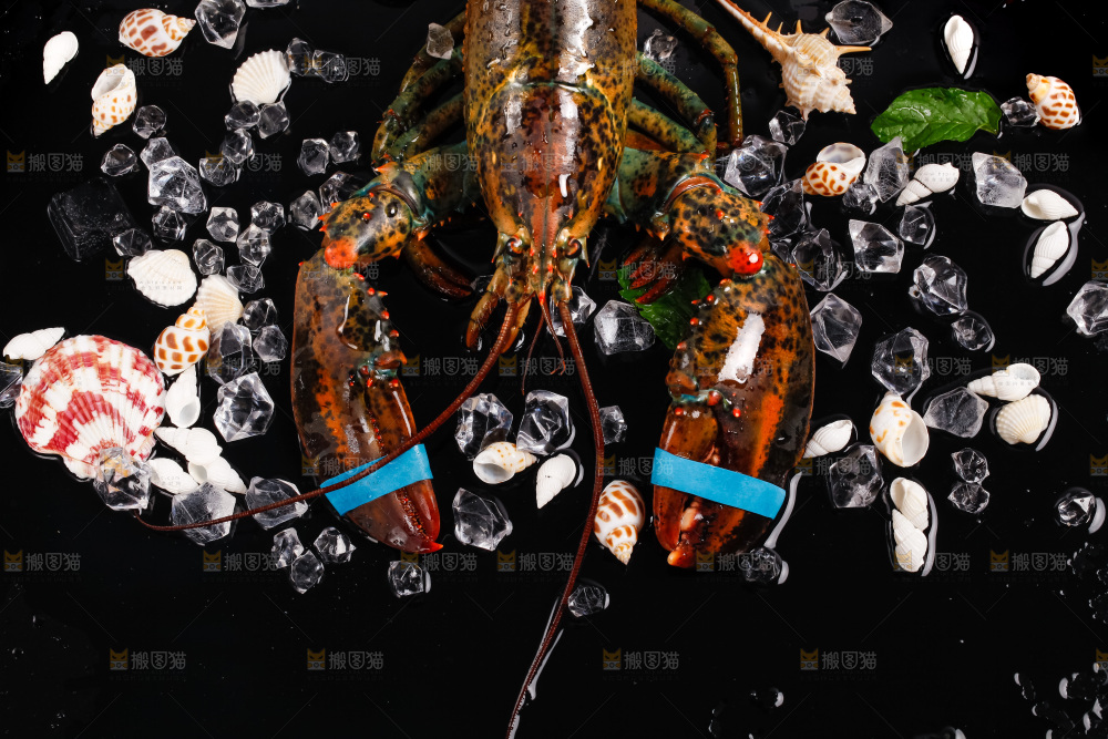 黑底上的波士顿龙虾