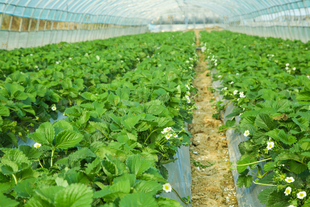 草莓种植基地