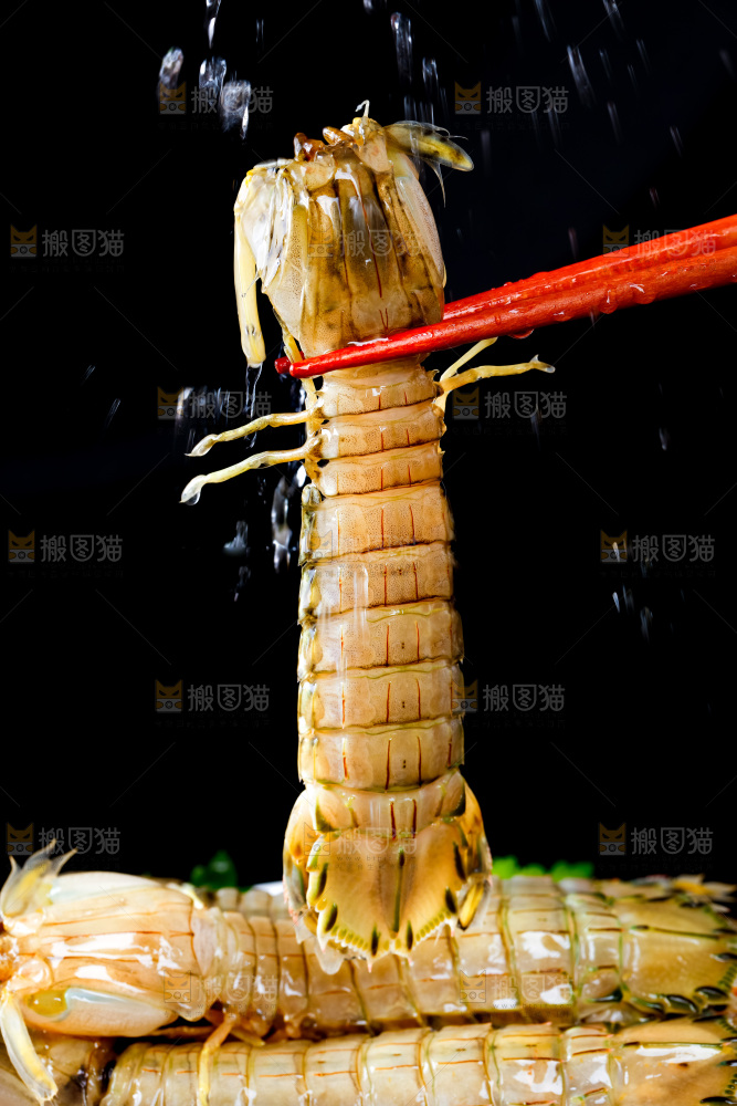 筷子上夹着虾姑