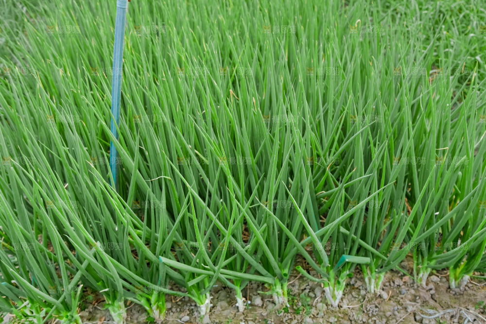 地里长着小葱
