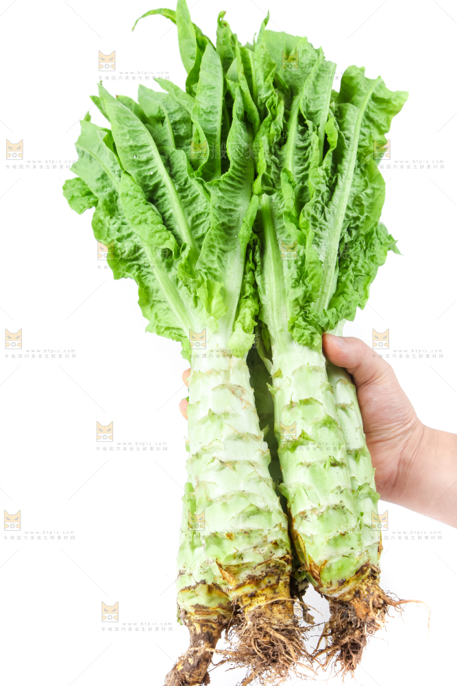 白底上的莴笋