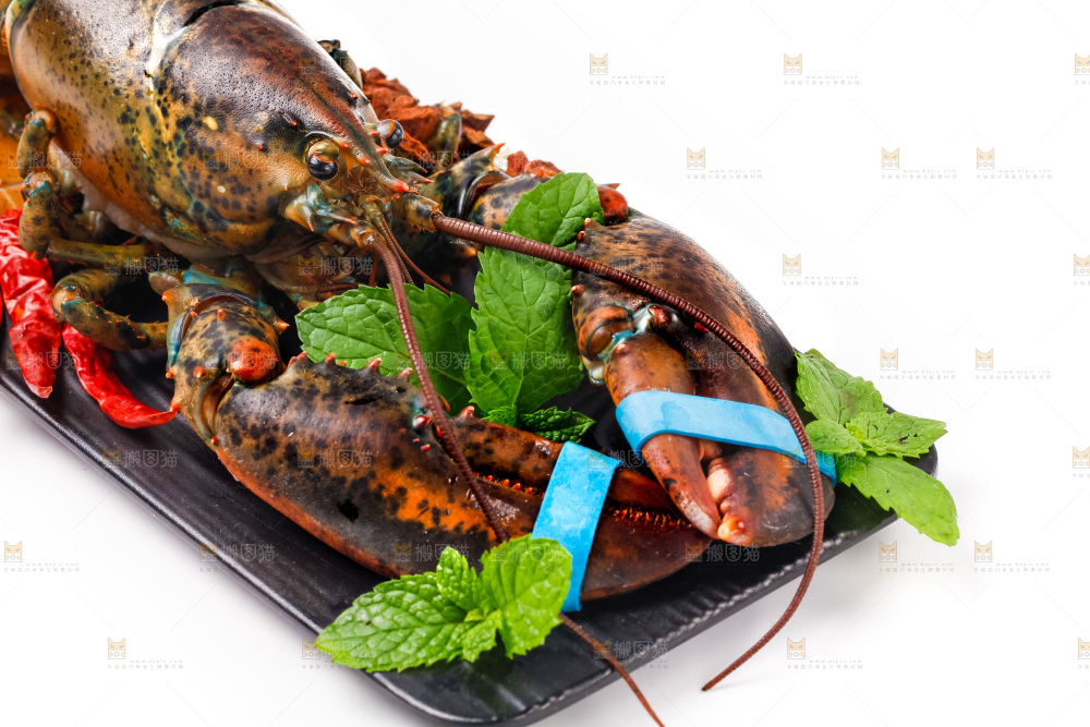 浅底上的澳洲龙虾