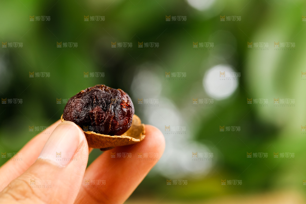 手拿去壳的桂圆