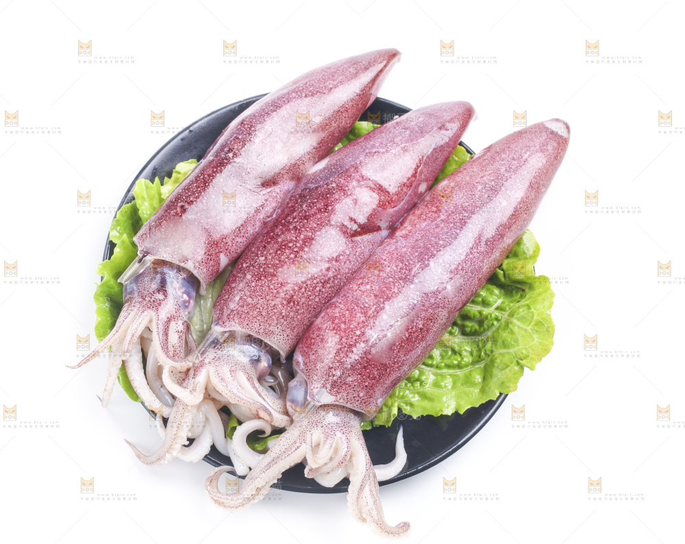 白底上的鱿鱼