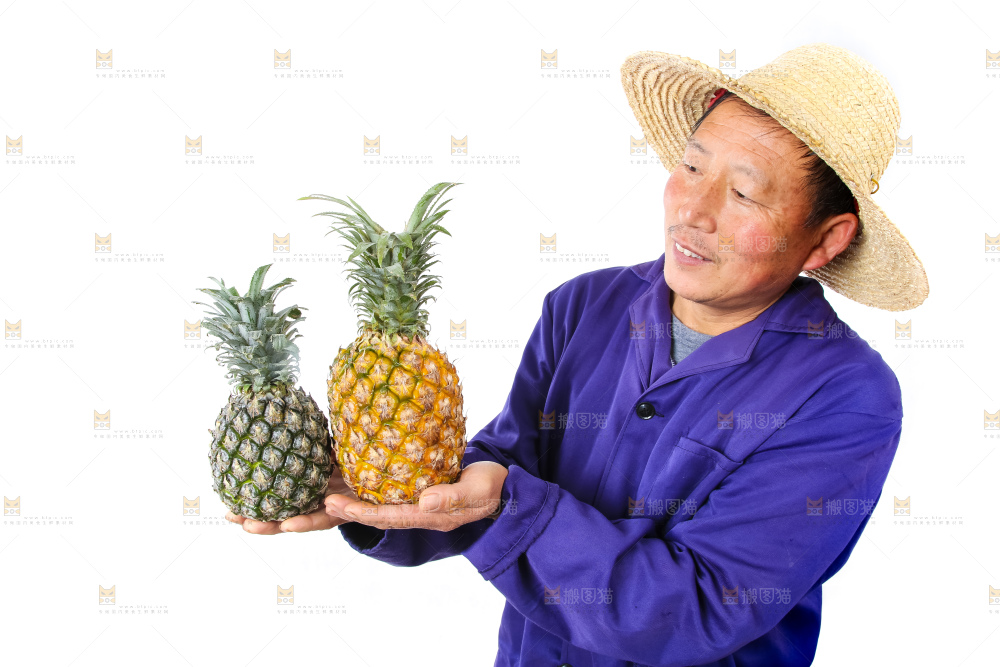 农民手里拿着香水菠萝