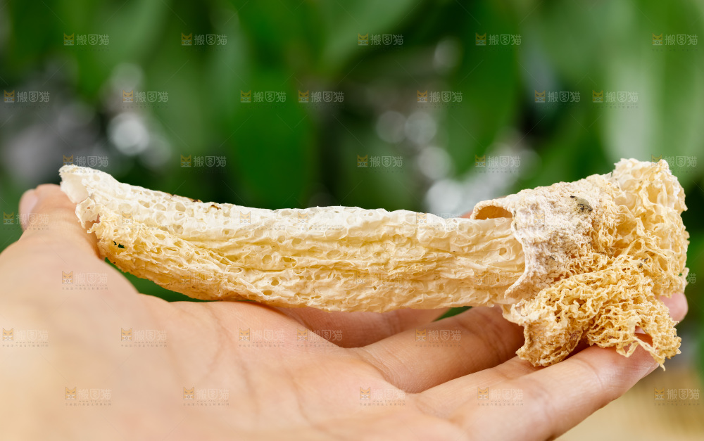 手拿古田竹荪