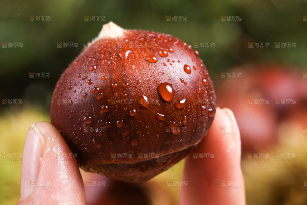 手里拿着新鲜板栗