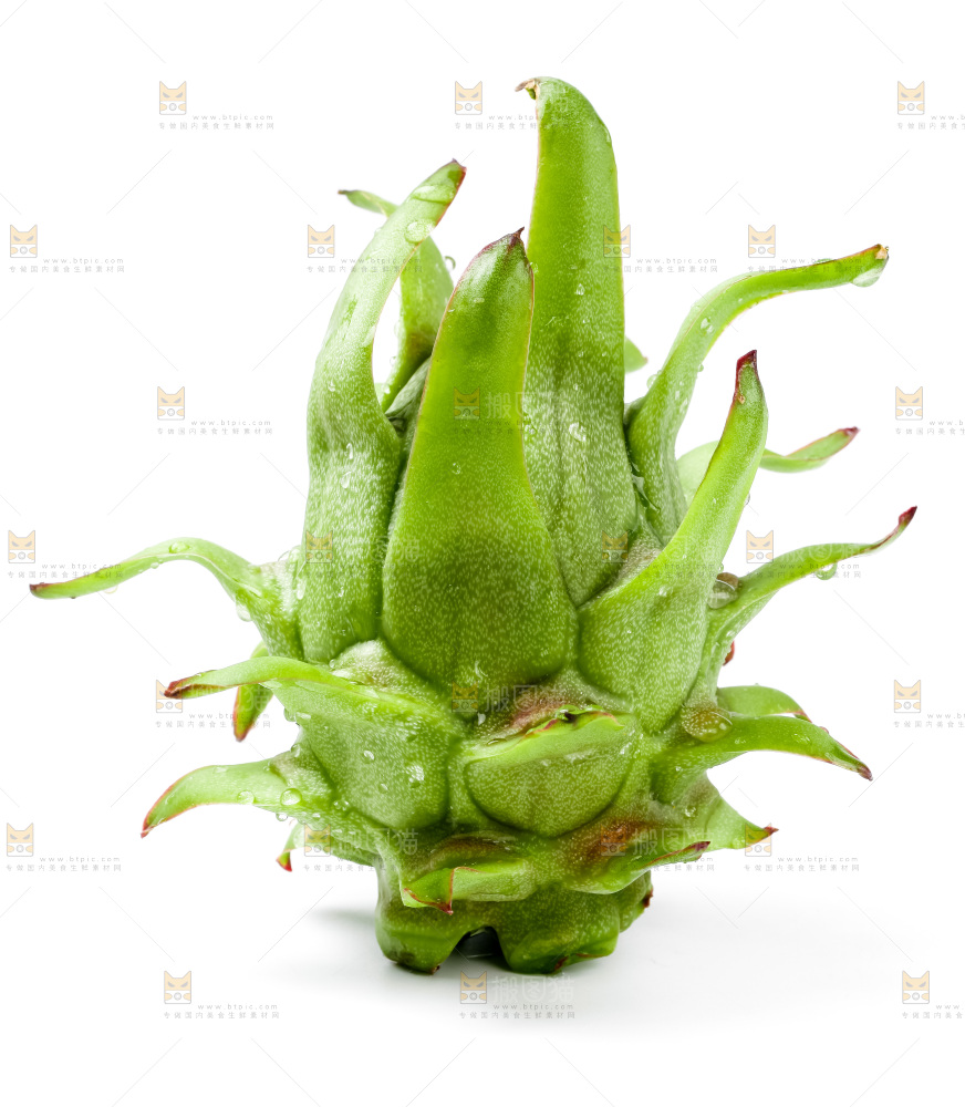 白底上的火龙果