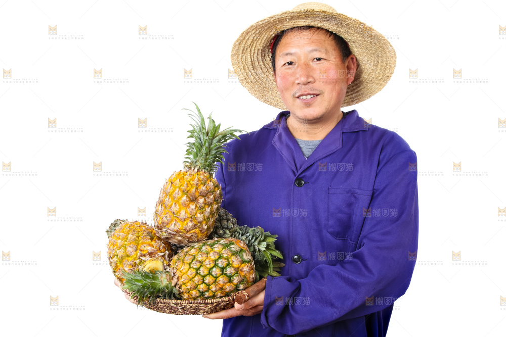 农民手里拿着香水菠萝