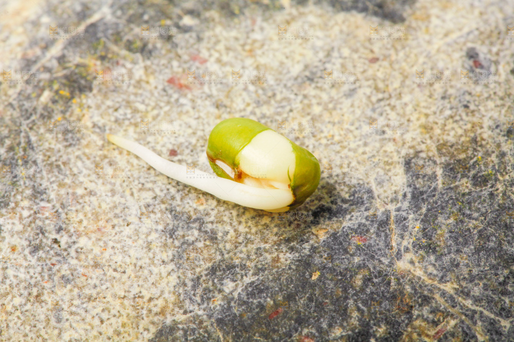 深底上的绿豆芽