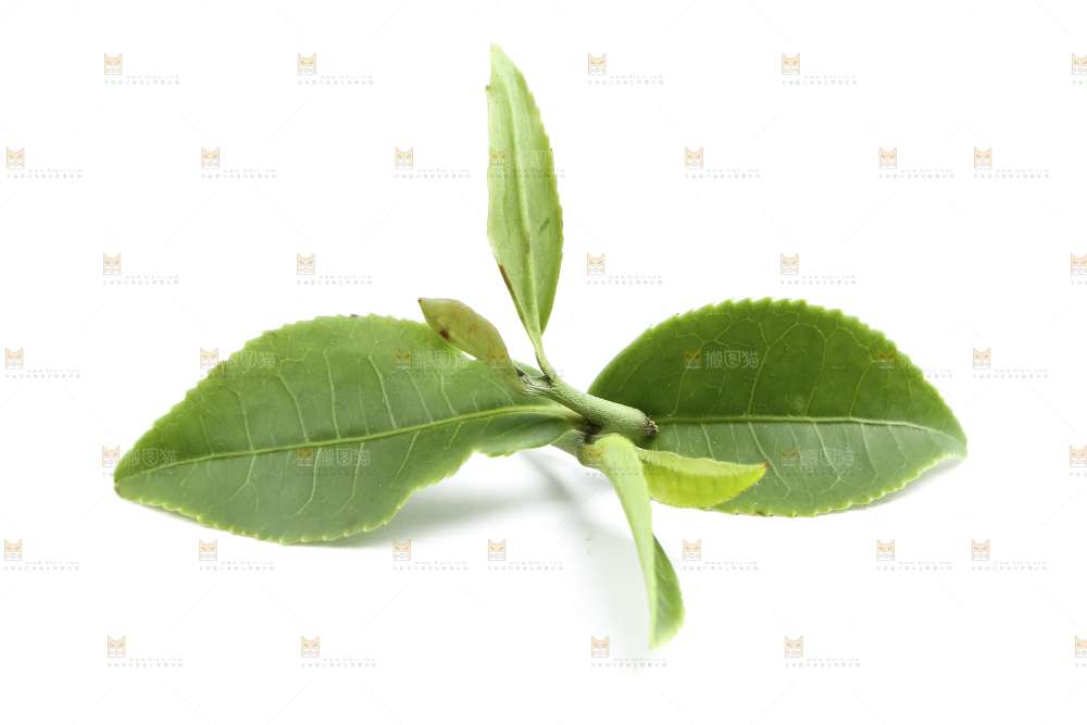 白底上的茶叶