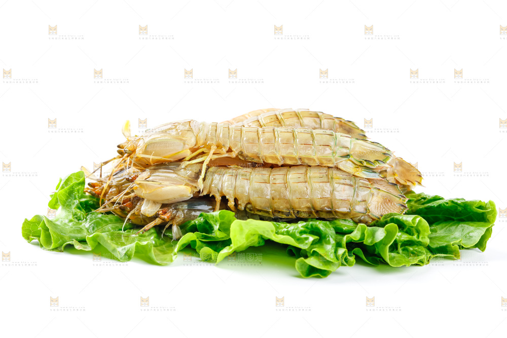 白底上的濑尿虾