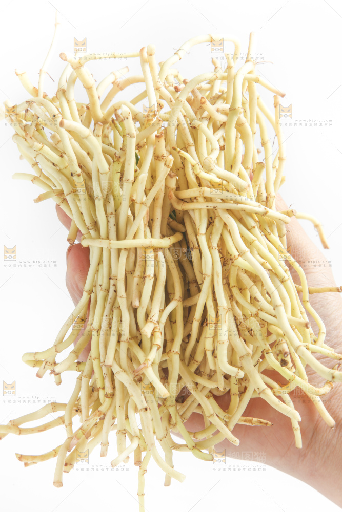 手里拿着新鲜鱼腥草