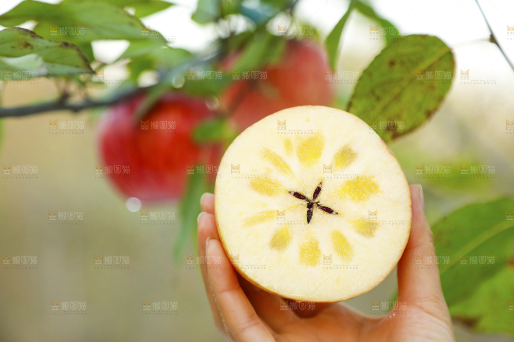 手里拿着新疆冰糖心苹果