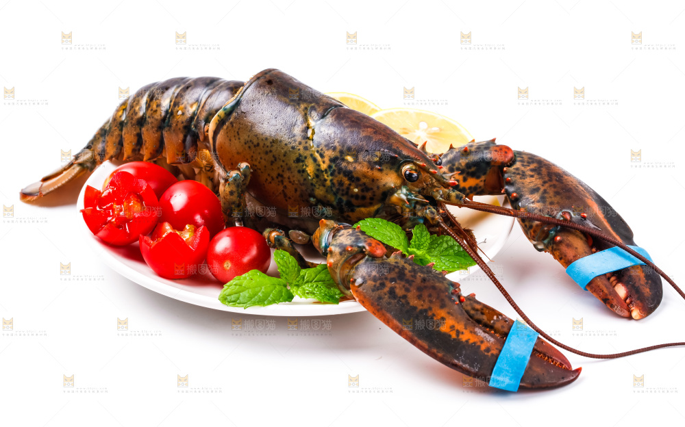 浅底上的澳洲龙虾