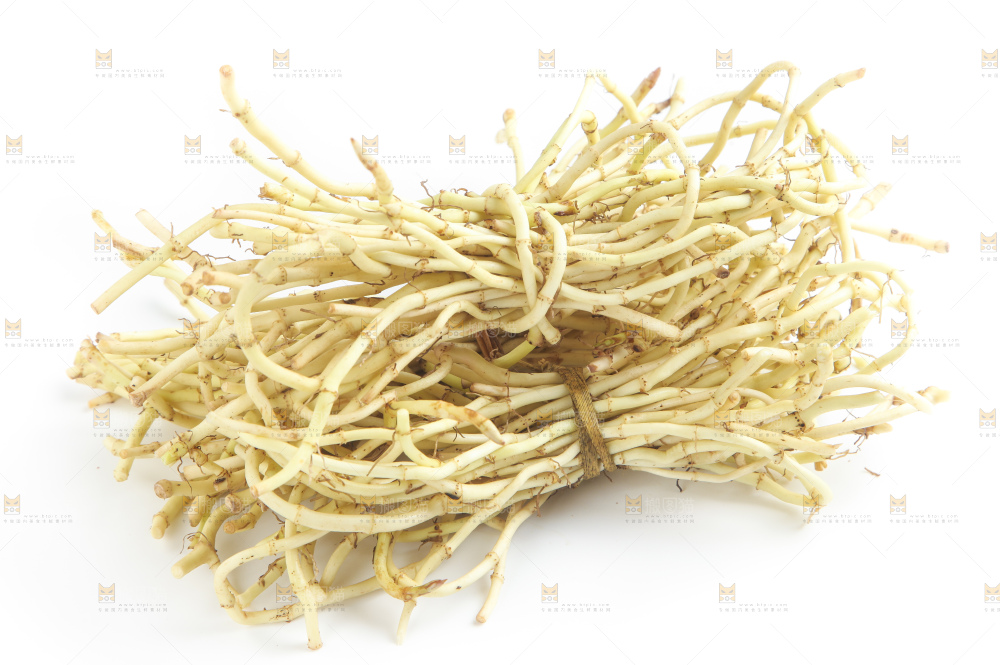 白底上的鱼腥草